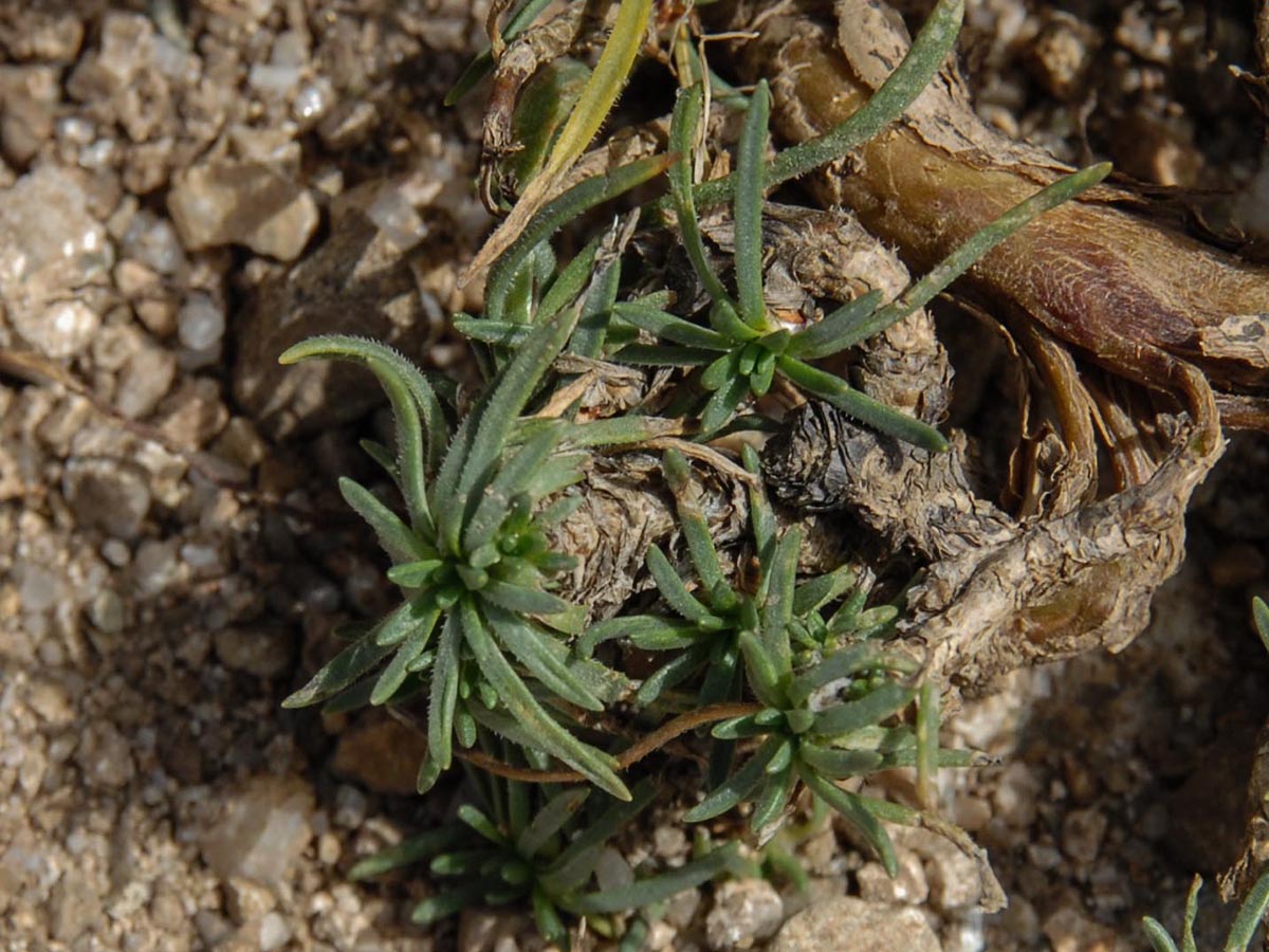 Plantago subulata ssp. insularis